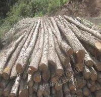 固原市原州区林业总场2023年一批伐倒木处理招标