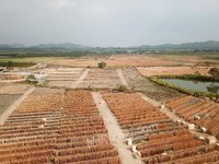 鹿寨县信通木业有限公司统板（960*480*1.85）桉单板板材转让项目招标