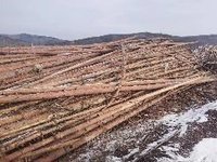 莫尔道嘎森工公司2023年约14000立方米（单价420元/立方米，总价588万元）木材转让项目(二次挂牌)招标