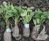 出售各种蔬菜苗:辣椒苗，茄子苗，黄瓜苗，豆角苗，西红柿苗等