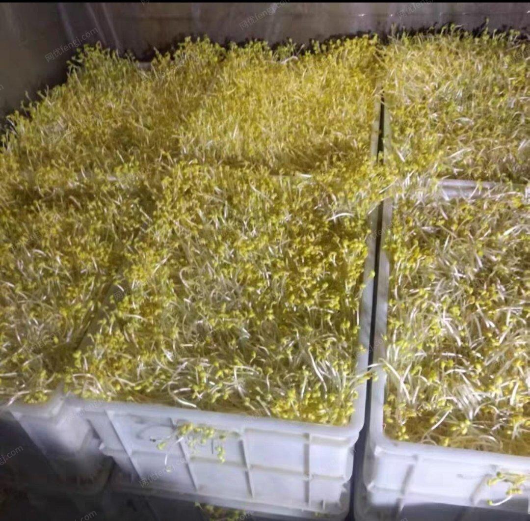 贵州贵阳出售全自动豆芽机日产400一500斤