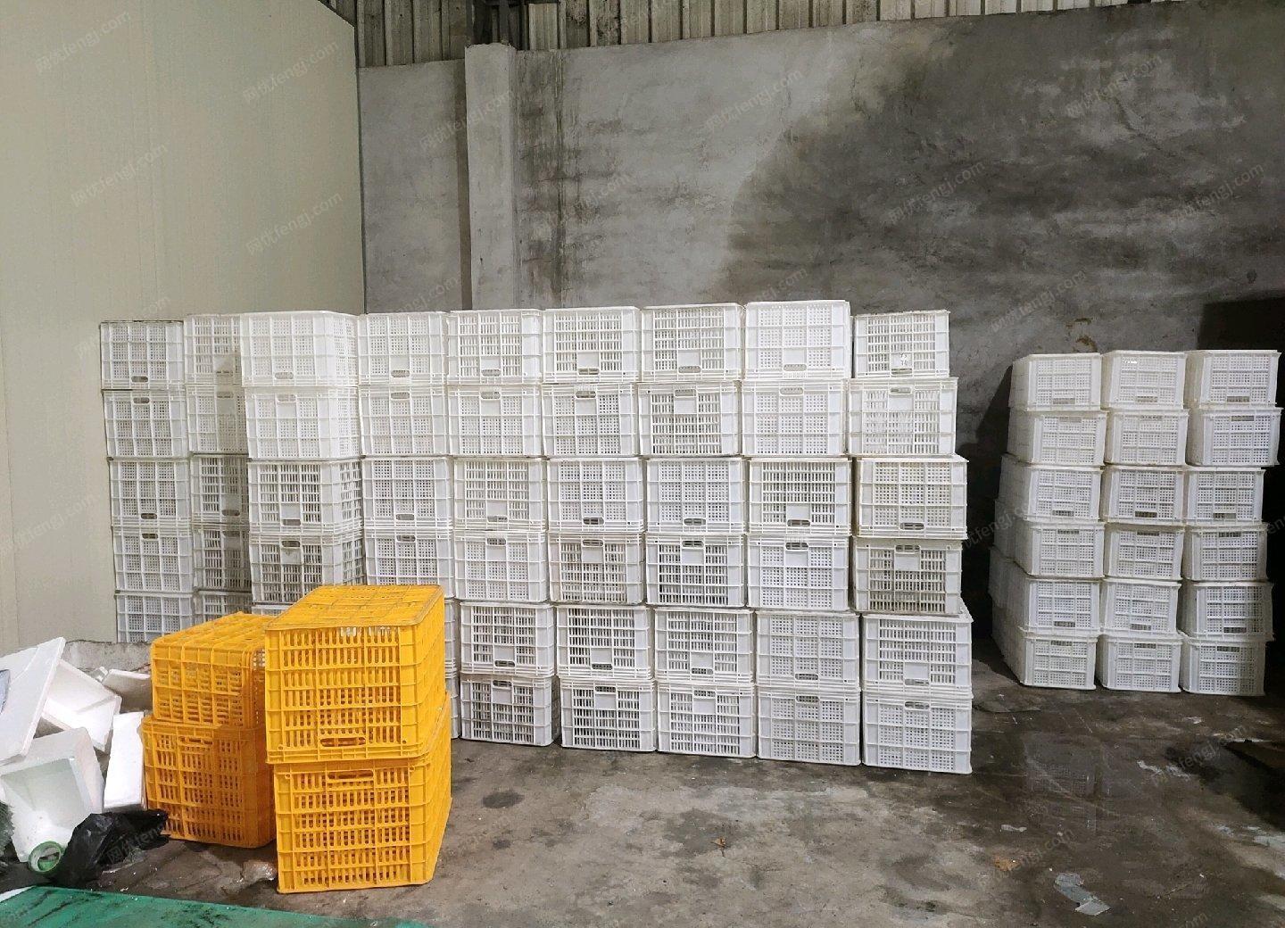 福建漳州322装葡萄柚框净重4斤的， 小框111个，9成新出售