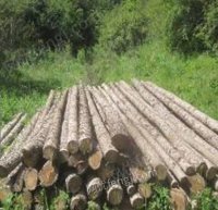 固原市原州区林业总场2023年一批伐倒木转让项目招标