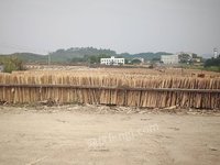 鹿寨县森鑫源发木业有限公司中二混（1270*630*2.8mm）桉木单板转让项目