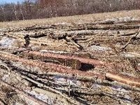 约955立方米占地采伐商品木材（主要为小杆）转让（内蒙古毕拉河林业有限责任公司）