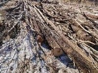 约955立方米占地采伐商品木材（主要为小杆）转让（内蒙古毕拉河林业有限责任公司）