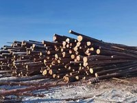 森林可持续经营约1000立方米商品材（不分材种）公开转让(450元/每立方米)(内蒙古森工集团阿里河森林工业有限公司)