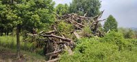 湖州市德清县德运绿化废木约356棵、枯木约300棵转让