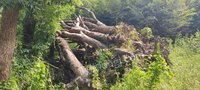 湖州市德清县德运绿化废木约356棵、枯木约300棵转让