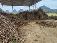 鹿寨县平山镇喜农农机专业合作社2000吨甘蔗叶转让项目