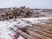 莫尔道嘎森工公司2024年约8000立方米（单价350元/立方米，总价280万元）木材转让项目(二次挂牌)招标