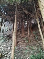 4月30日林地采伐木材树木一批（每棵单价竞拍）处理招标