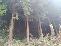 4月30日林地采伐木材树木一批（每棵单价竞拍）处理招标
