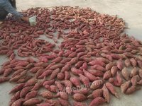 柳州市鹿寨县平山镇孔堂村散装西瓜红红薯转让项目
