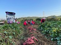 柳州市鹿寨县平山镇孔堂村散装西瓜红红薯转让项目