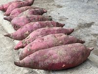 柳州市鹿寨县平山镇孔堂村盒装西瓜红红薯转让项目