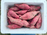 柳州市鹿寨县平山镇孔堂村盒装西瓜红红薯转让项目