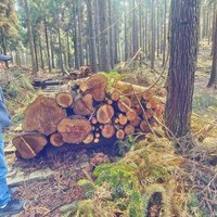 青田县石门洞林场一批杉木、柳杉等原木资产转让招标