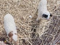 约530只绵羊整体销售（呼伦贝尔农场苏沁农牧场有限公司）招标公告