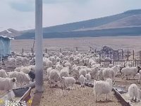 约530只绵羊整体销售（呼伦贝尔农场苏沁农牧场有限公司）招标公告