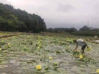 柳州市柳北区石碑坪镇下陶村10袋（1500克/袋）九品香水莲花茶转让项目