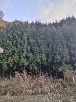 5月12日林地采伐木材树木一批（每棵单价竞拍）处理招标