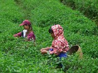 广西鹿寨尚本源茶业有限公司一级源生绿茶转让项目