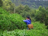 广西鹿寨尚本源茶业有限公司一级源生绿茶转让项目