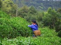 广西鹿寨尚本源茶业有限公司特级源生绿茶转让项目