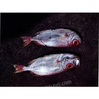 1112աһġO@؛һK~~~~ȹ12N9.5265u