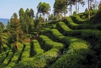 标的2：雅安市雨城区三雅园15号空地招标公告