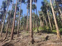 标的2：雅安市雨城区三雅园15号空地招标公告