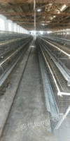 全套蛋鸡养植设备八成新出售216组鸡笼、10组自动喂料机、4组自动刮粪机、4吨储料仓两个、拌料机一台！