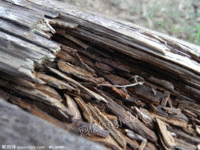 回收废木头,木削,碎木头
