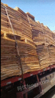 长期供应桉木单板