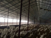 供应薄膜温室大棚建设   家禽养殖大棚  耐腐蚀养殖大棚