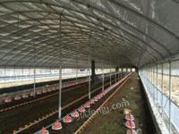 供应薄膜温室大棚建设  畜牧养殖温室大棚  家禽养殖大棚