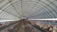 供应鸡场自动化恒温大棚   鸭棚养殖大棚  畜牧温室牛羊棚