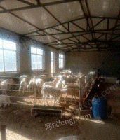 内蒙古赤峰羊场整体设备出售