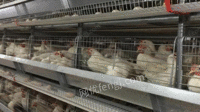 河南郑州出售蛋鸡笼具笼养鸡设备