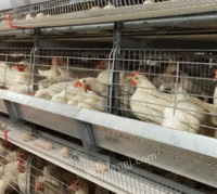 河南驻马店出售笼具笼养鸡设备