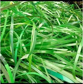 工业类废塑料出售