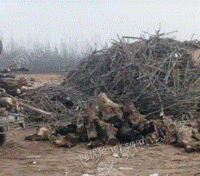大量高价回收各种木头杨木木柴杂木