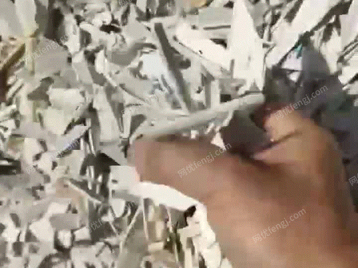 90白钢一挂现货，要的联系 视频