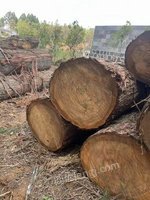 5月15日杉木木材一批（每方单价竞拍）处理招标