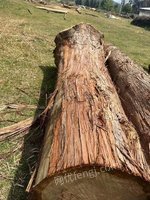5月15日杉木木材一批（每方单价竞拍）处理招标
